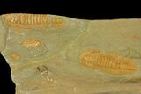 Protolenus Trilobite Molts With Pos/Neg - Tinjdad, Morocco #141877-1